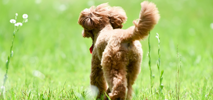 愛犬と一緒にお泊りいただけます。